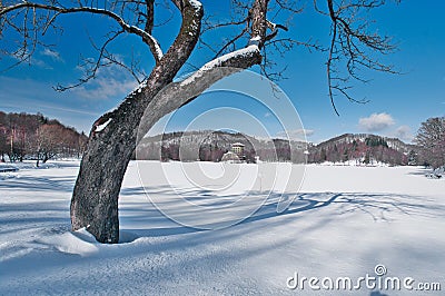 Tree in front of Pocuvadlo lake durig winter Stock Photo