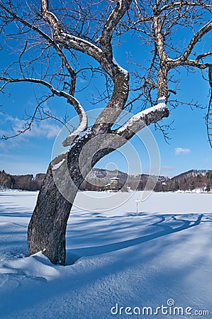 Tree in front of Pocuvadlo lake durig winter Stock Photo