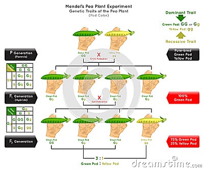 Pod Color Genetic Trait Pea Plant Mendel Experiment Infographic Diagram Vector Illustration