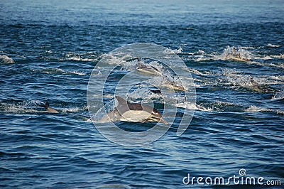 Pod of Common Dolphins Stock Photo