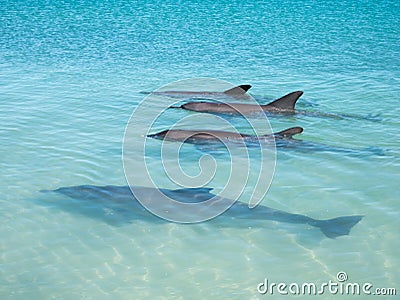 Pod of dolphins at beach at monkey mia Stock Photo