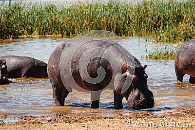 A pod of hippo grazing at Lake Jipe at the border of Kenya and Tanzania in Tsavo West National Park, Kenya Stock Photo