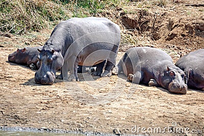 Hippos at a watering holes Stock Photo