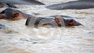 Pod of hippos in the estuary Stock Photo