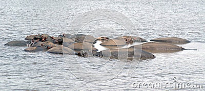 A pod of Hippos in a river Stock Photo