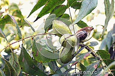 Pod of ripe pecan nuts on branch of tree. One shell has opened and we can see the nut itself Stock Photo