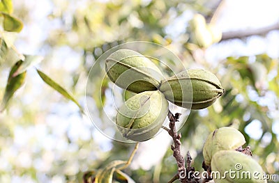 Pod of ripe pecan nuts in green shell on branch of tree Stock Photo