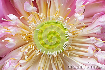 Pod of sacred lotus Stock Photo