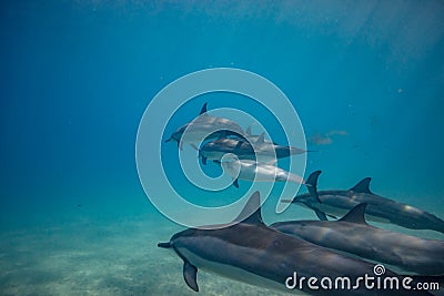 Pod of wild dolphins underwater Stock Photo