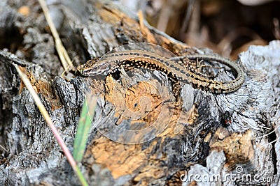 Podarcis hispanicus Iberian wall lizard Stock Photo