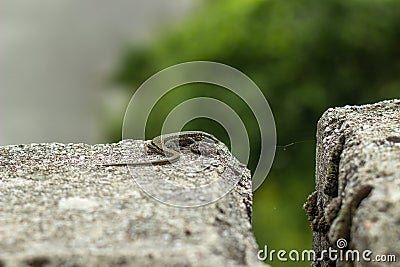 Podarcis muralis, common wall lizard on a stone with blurred background Stock Photo