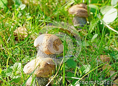 Podberezoviki mushrooms are a whole family in a clearing Stock Photo
