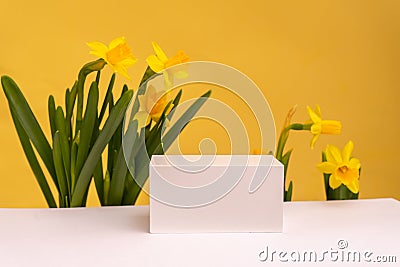Podium for product photo background with jonquil. geometric objects and flowers. Stock Photo