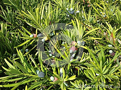 Podocarpus Macrophyllus, Buddhist Pine, or Japanese Yew Plant with Seed Cones Growing in Bright Sunlight in South Daytona, FL. Stock Photo