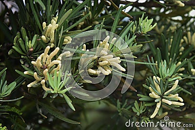 Podocarpus macrophyllus male flowers Stock Photo