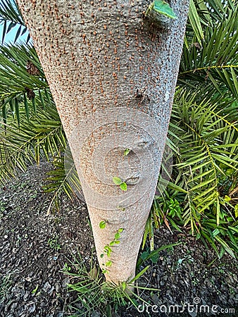 podosphaera rhodanthemum deep yellow wood tree trunk Stock Photo