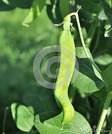Pods green peas growing Stock Photo