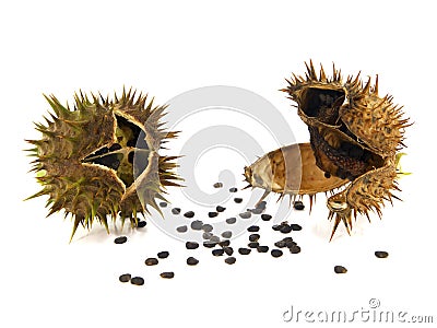 Pods and seeds of Jimson Weed, Datura stramonium Stock Photo