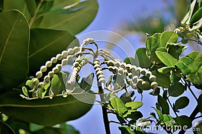 The pod of Sophora tomentosa growing Stock Photo