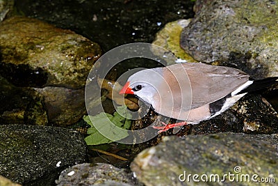 Poephila acuticauda, shaftail finches Stock Photo