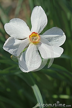 Poet daffodil Actaea flower Stock Photo