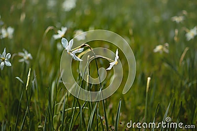 Poet`s narcissus, daffodil field, two daffodils Stock Photo