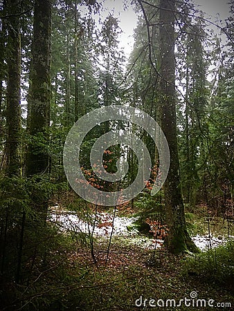 Poetic mixed forest with first snow and rain in winter Stock Photo