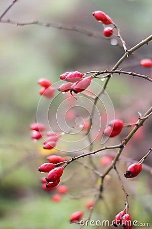 Poetic nature with dewy red berries, hawthorn fruits, full of poetic nature with dewy red berries, hawthorn antioxidant vitamin Stock Photo