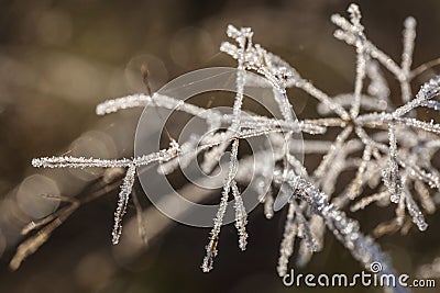 Poetic winter Stock Photo