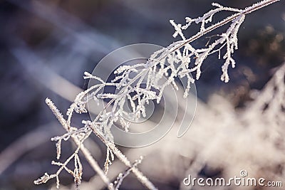 Poetic winter Stock Photo