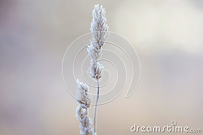 Poetic winter Stock Photo