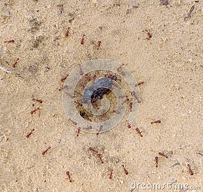 Pogonomyrmex badius, the Florida harvester ants eating a dead beetle Stock Photo