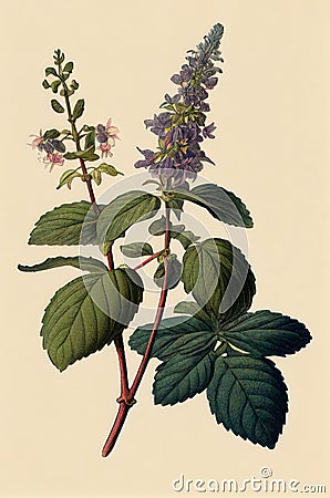 Pogostemon, Pachouli, Cablin Medicinal Perfume Plant, Pachouli Abstract Generative AI Illustration Stock Photo