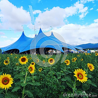 Pohoda music festival in Slovakia blue tent and sunflowers in front Editorial Stock Photo