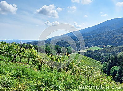 Pohorje Mountains. Slovenia. Green hills with vineyard and forest Stock Photo