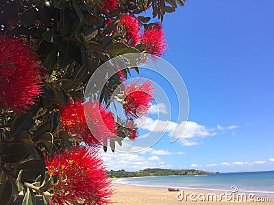 Pohutukawa red flowers blossom on December Stock Photo