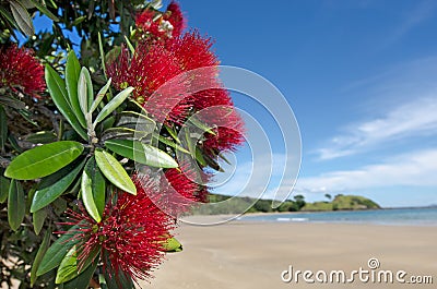 Pohutukawa red flowers blossom Stock Photo