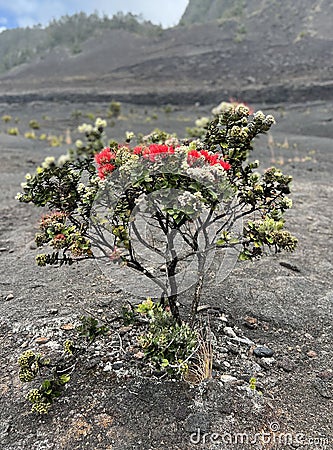 Pohutukawa Tree In Volcanoes National Park Stock Photo