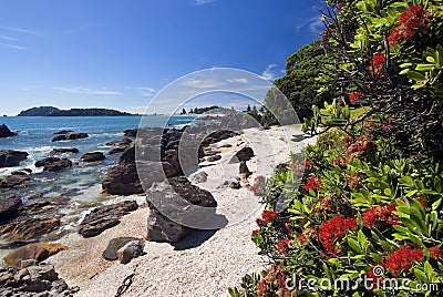 Pohutukawa tree, Mount Maunganui Beach, New Zealand Stock Photo