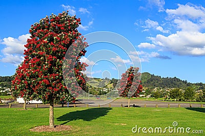 Pohutukawa trees in full summer bloom on the outskirts of Thames, New Zealand Stock Photo