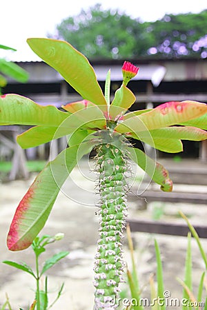 Poi Sian Flower which is meant Lucky, Happy and Money. Stock Photo