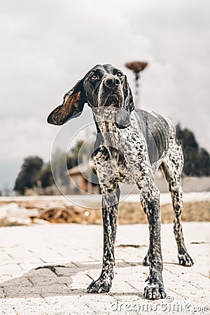 A Lonely Stray: Emotional Black and White Photo of a Spotted Village Dog Stock Photo