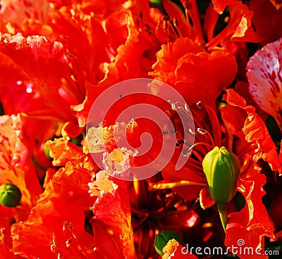 Poinciana flowers 2 Stock Photo