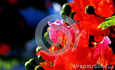 Poinciana flowers Stock Photo