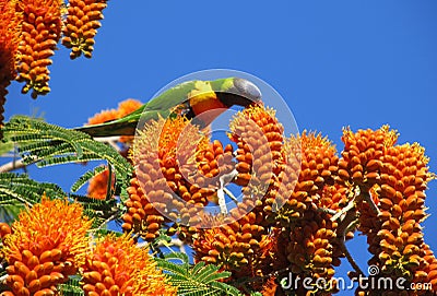 Poinciana with rainbow lorikeet feeding Stock Photo