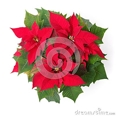 Poinsettia Stock Photo