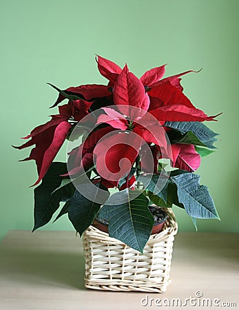 Poinsettia Stock Photo