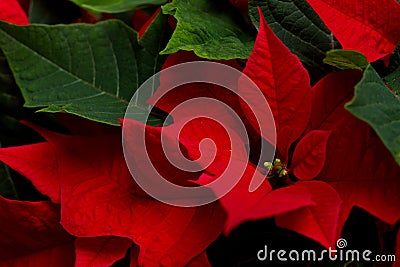 Poinsettia Stock Photo