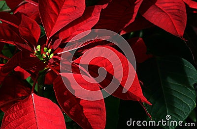 Poinsettia Stock Photo