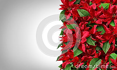 Poinsettia Border Stock Photo